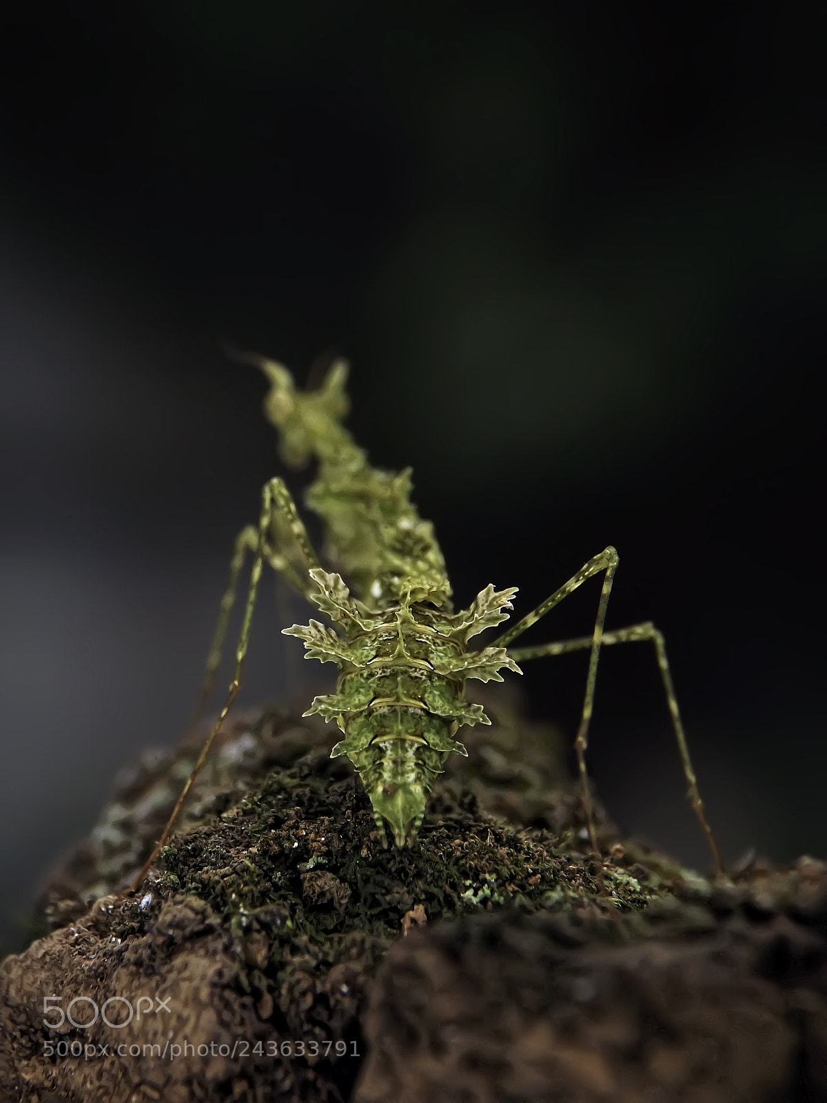 Fujifilm FinePix S4800 sample photo. Moss mantis abdomen photography