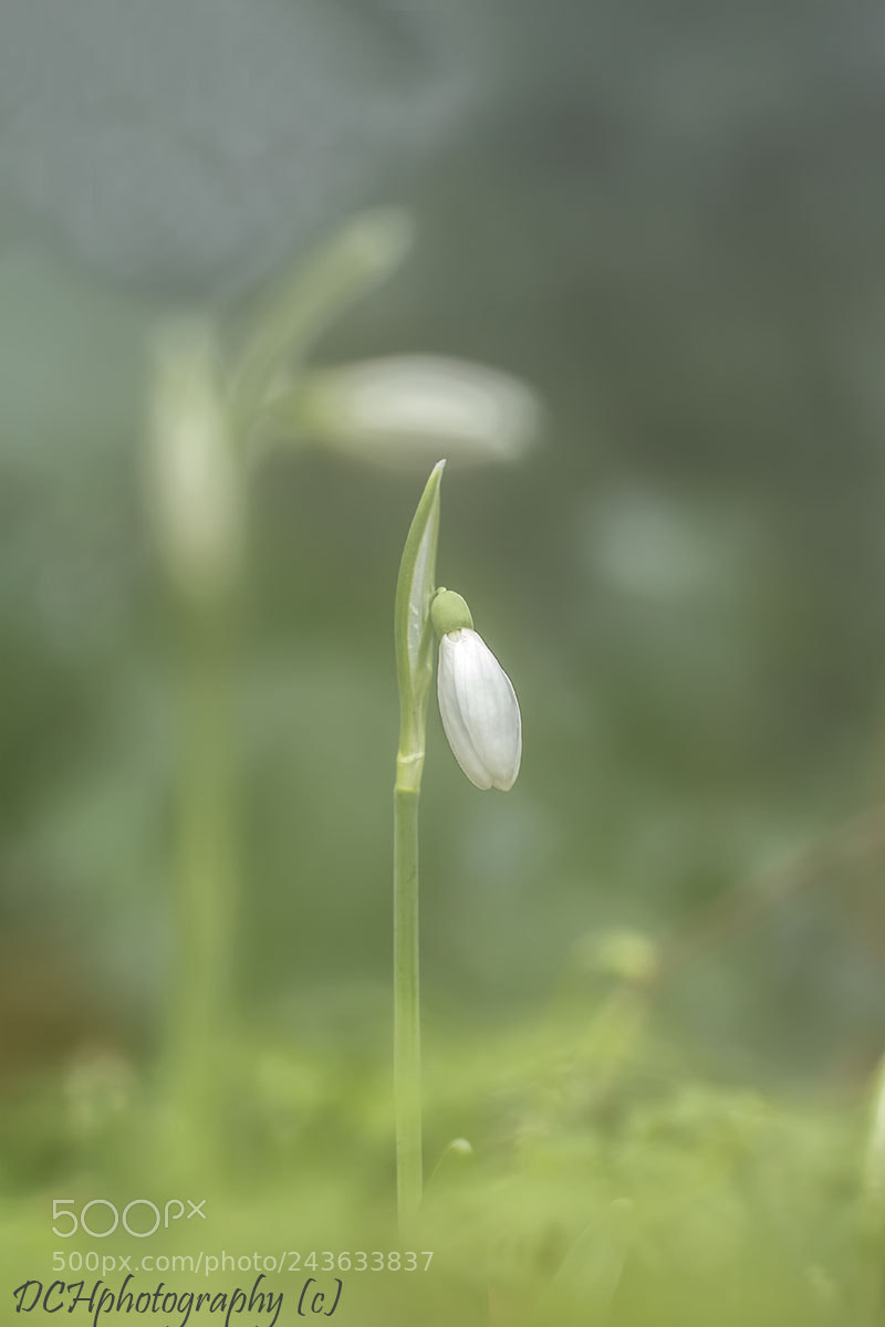Canon EOS 650D (EOS Rebel T4i / EOS Kiss X6i) sample photo. Snowdrop photography