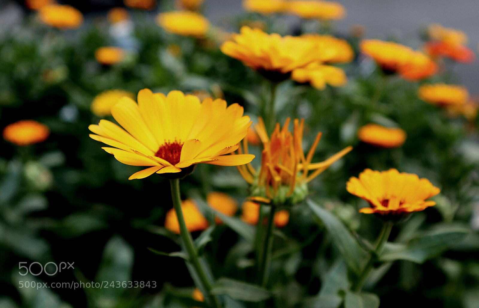 Canon EOS M100 sample photo. Flowers photography