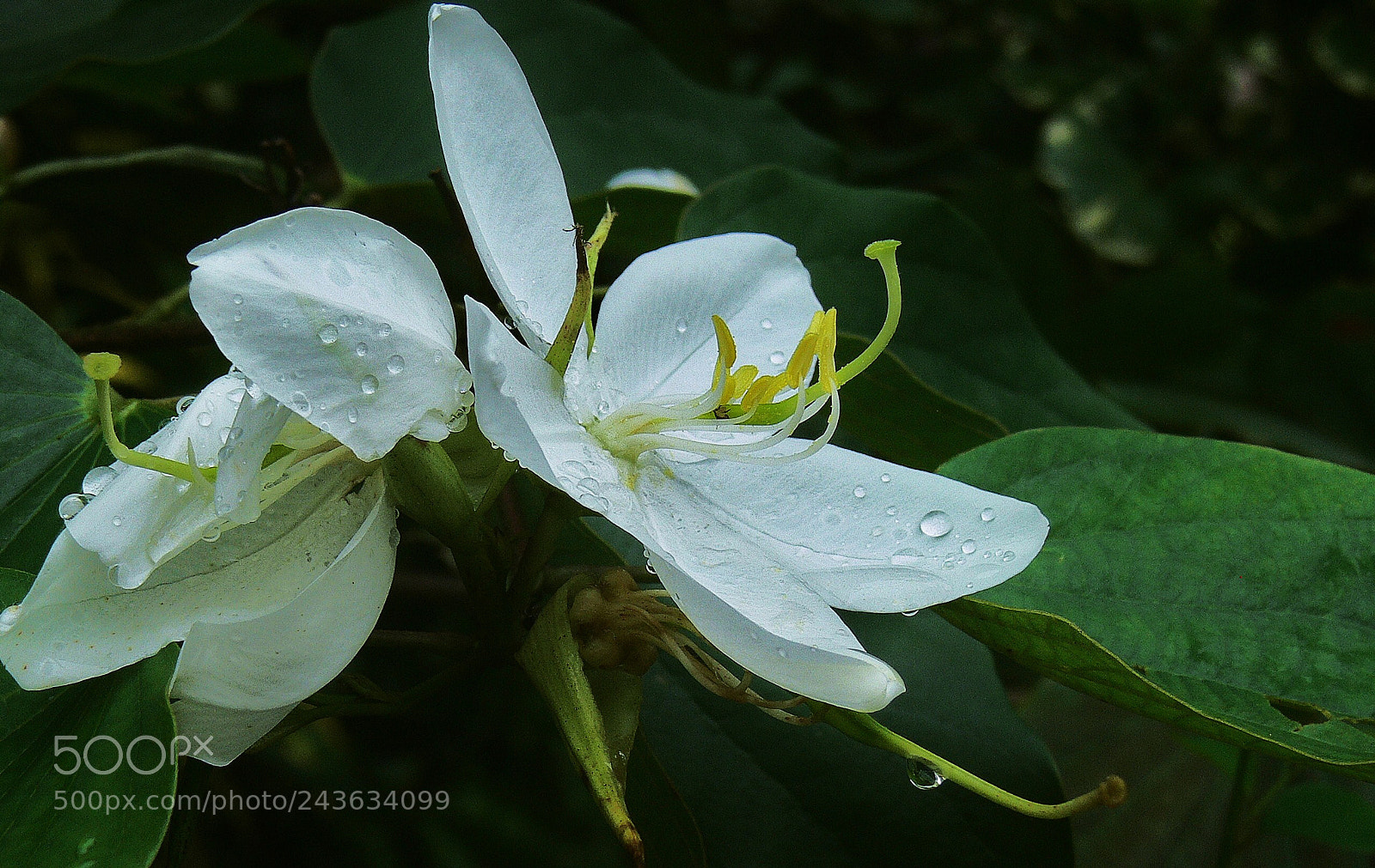 Panasonic DMC-FZ30 sample photo. White washed ... photography