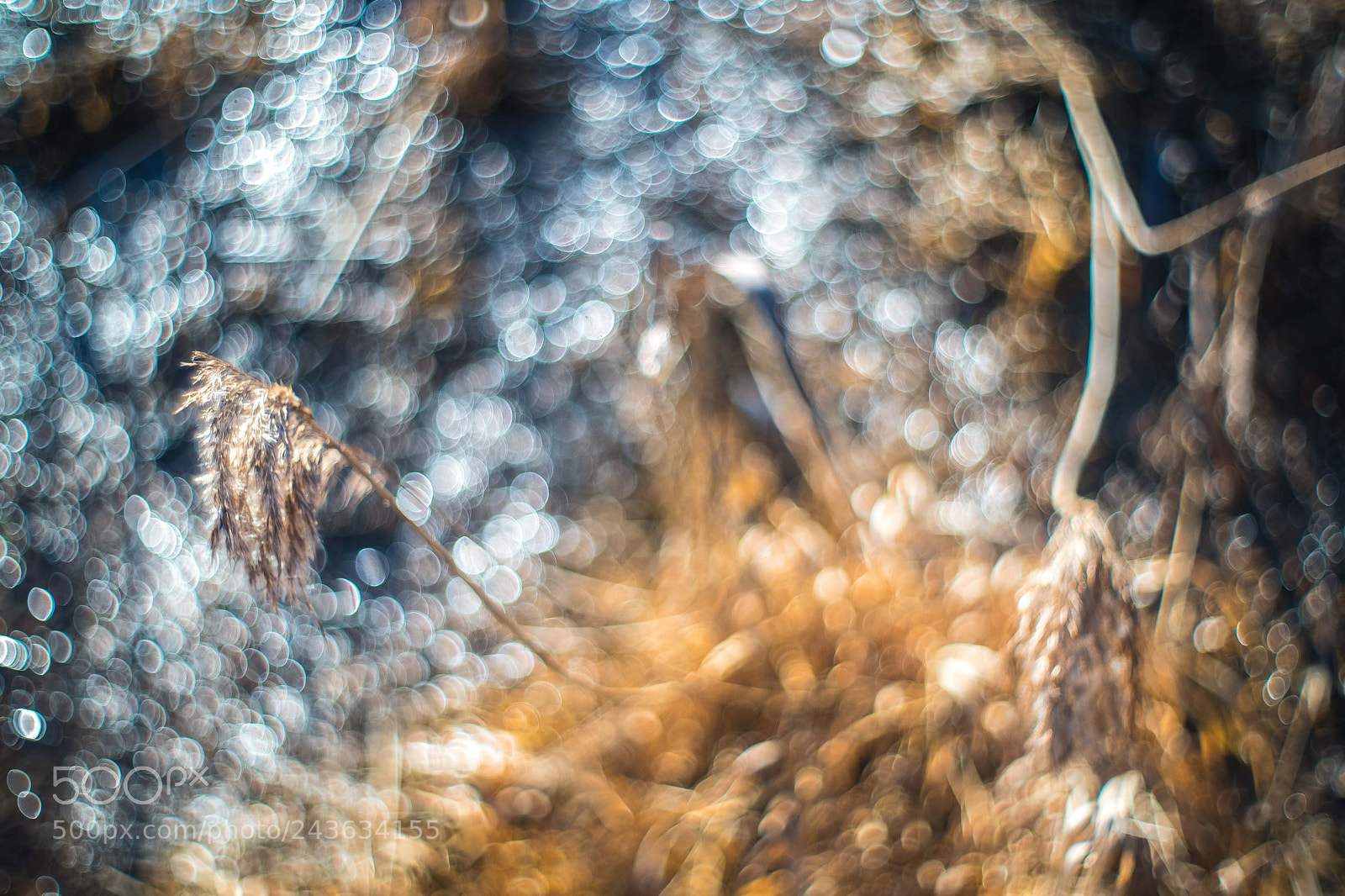 Fujifilm X-T2 sample photo. Reed photography