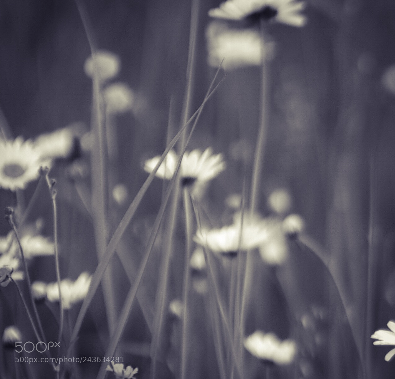 Pentax K-r sample photo. Untitled photography