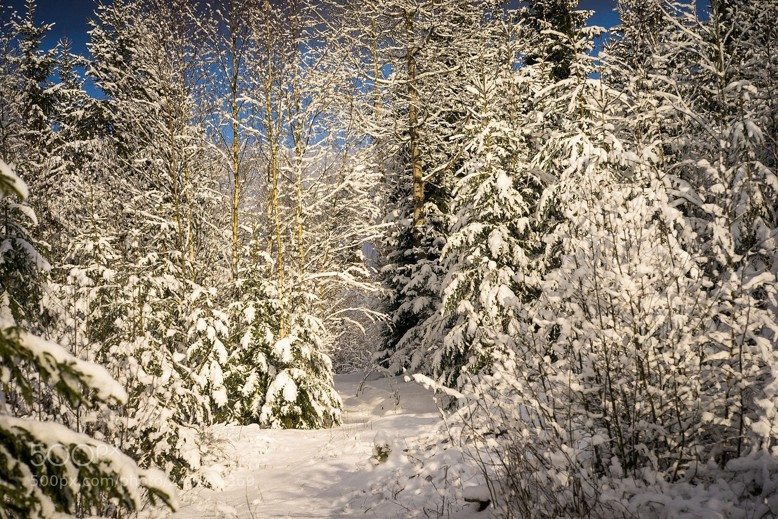 Sony a7R sample photo. Winter 2 photography