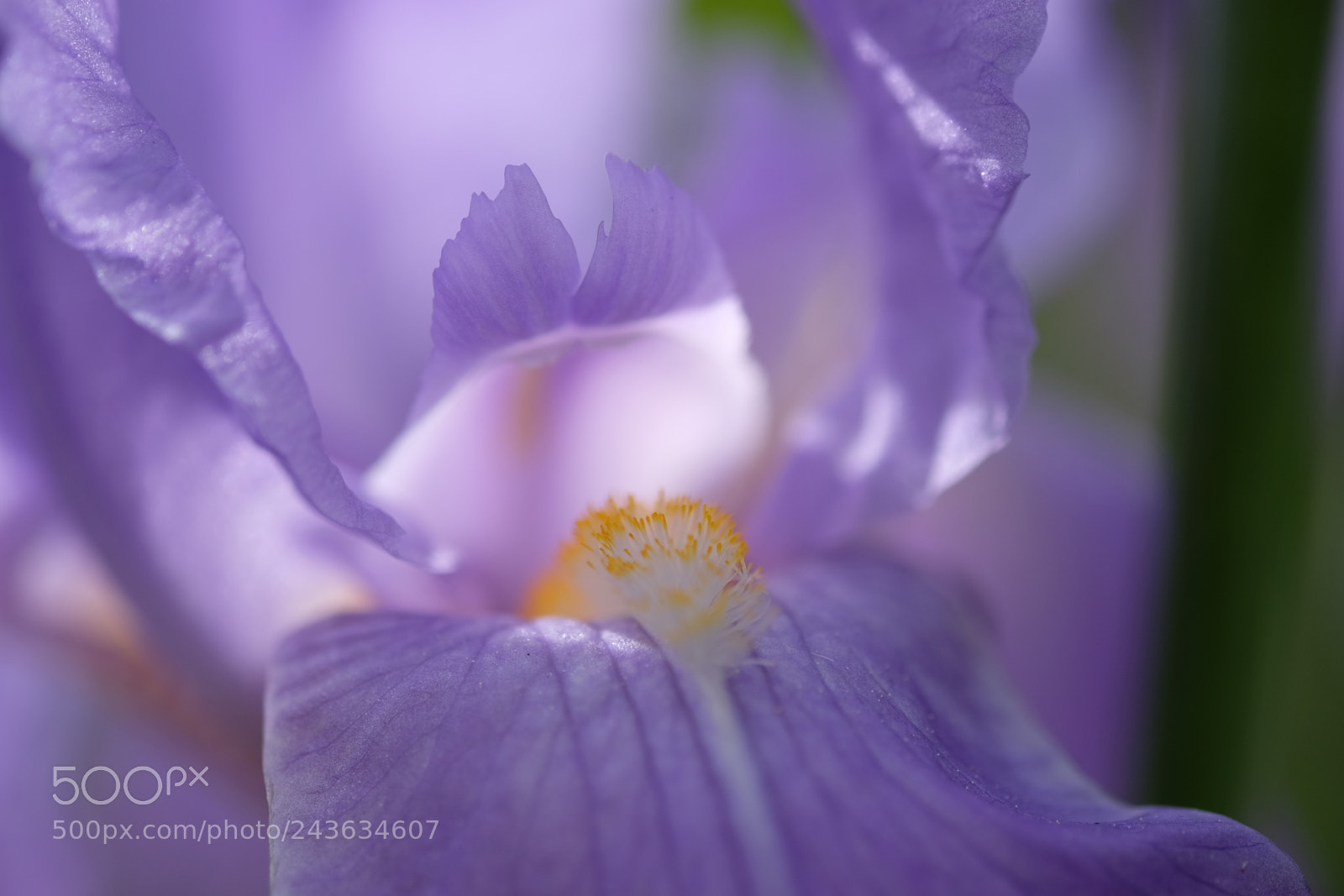 Fujifilm X-T1 sample photo. 02143: schwertlilie, iris photography