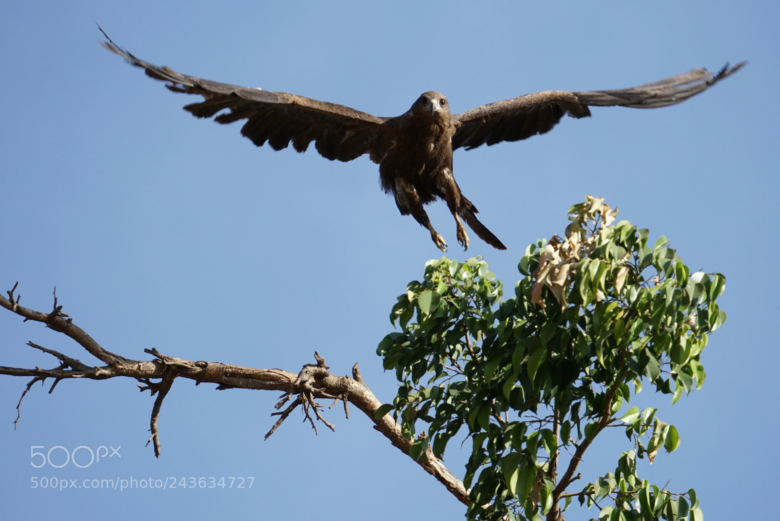 Sony a6300 sample photo. An african black kite photography