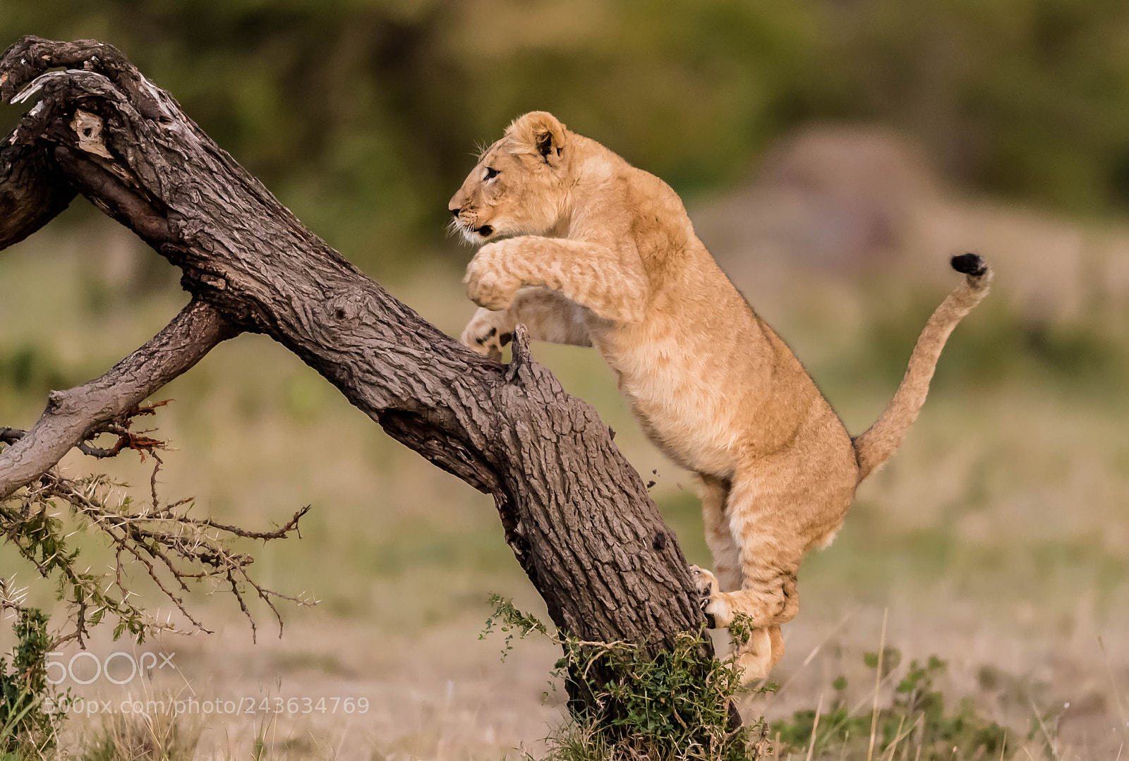 Nikon D5 sample photo. A playful lion cub photography