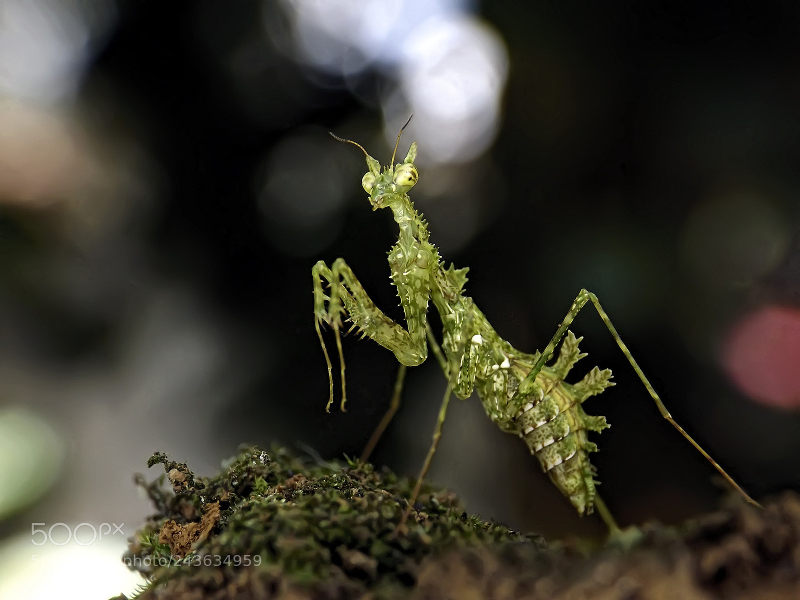 Fujifilm FinePix S4800 sample photo. Moss mantis photography