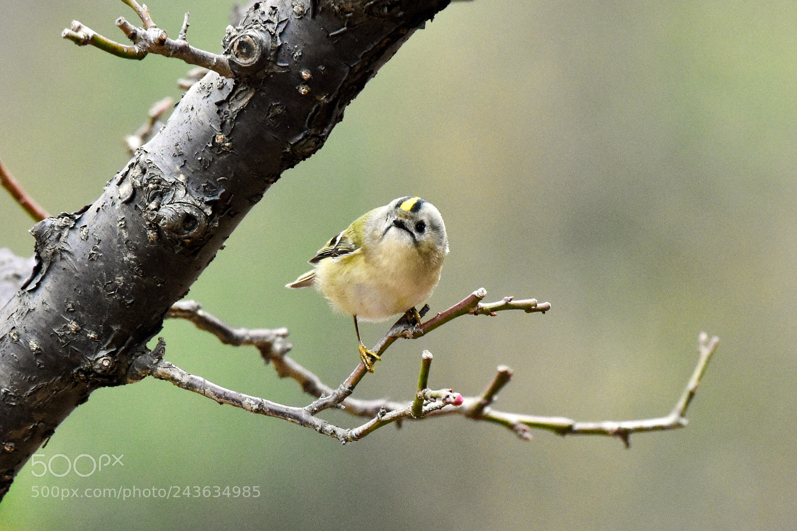 Nikon D7200 sample photo. Active goldcrest photography