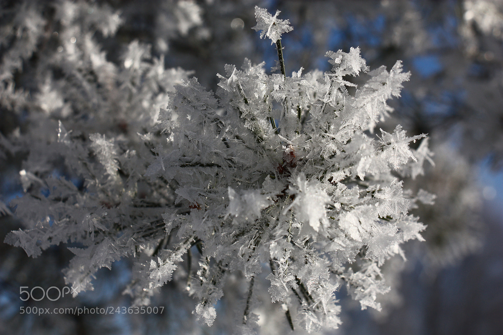 Canon EOS 450D (EOS Rebel XSi / EOS Kiss X2) sample photo. Large hoarfrost. photography