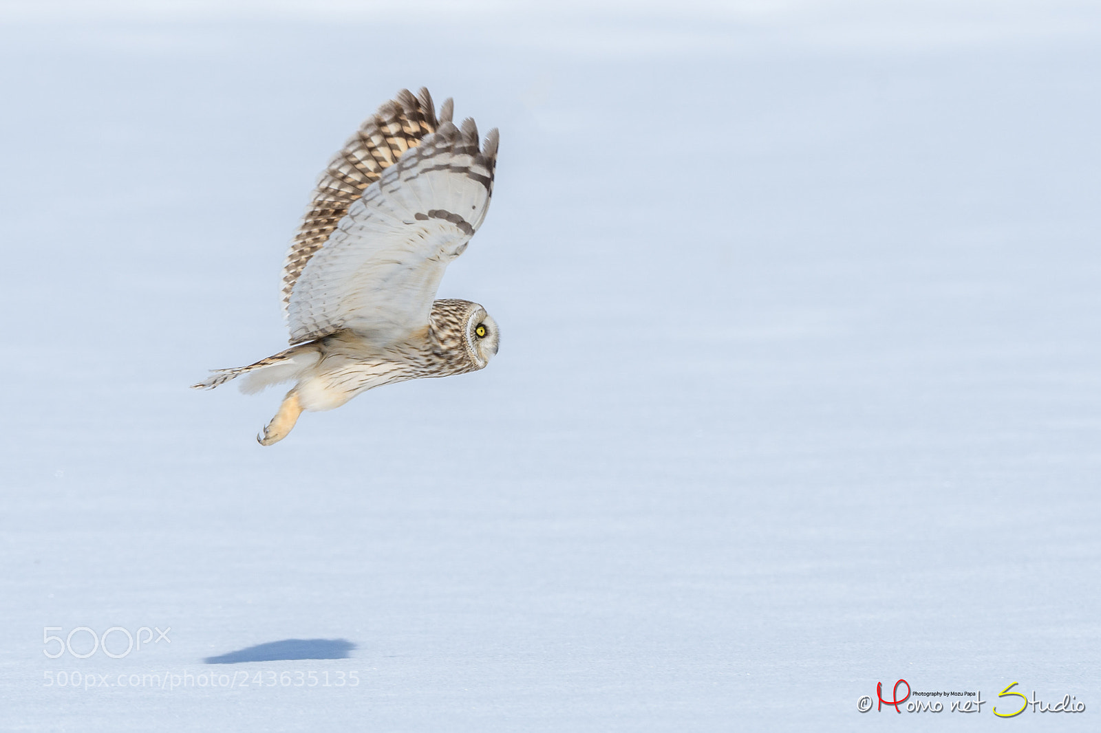 Nikon D500 sample photo. Dance in the snow photography