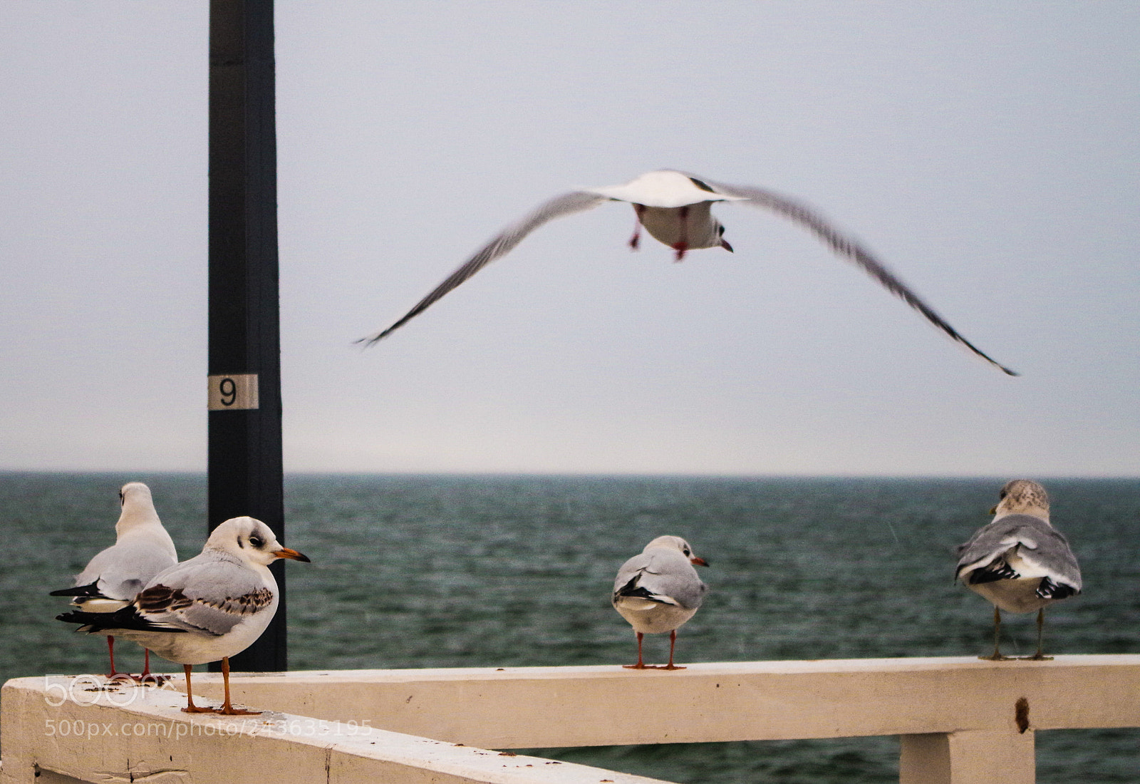 Pentax K-50 sample photo. What ye're looking at? photography
