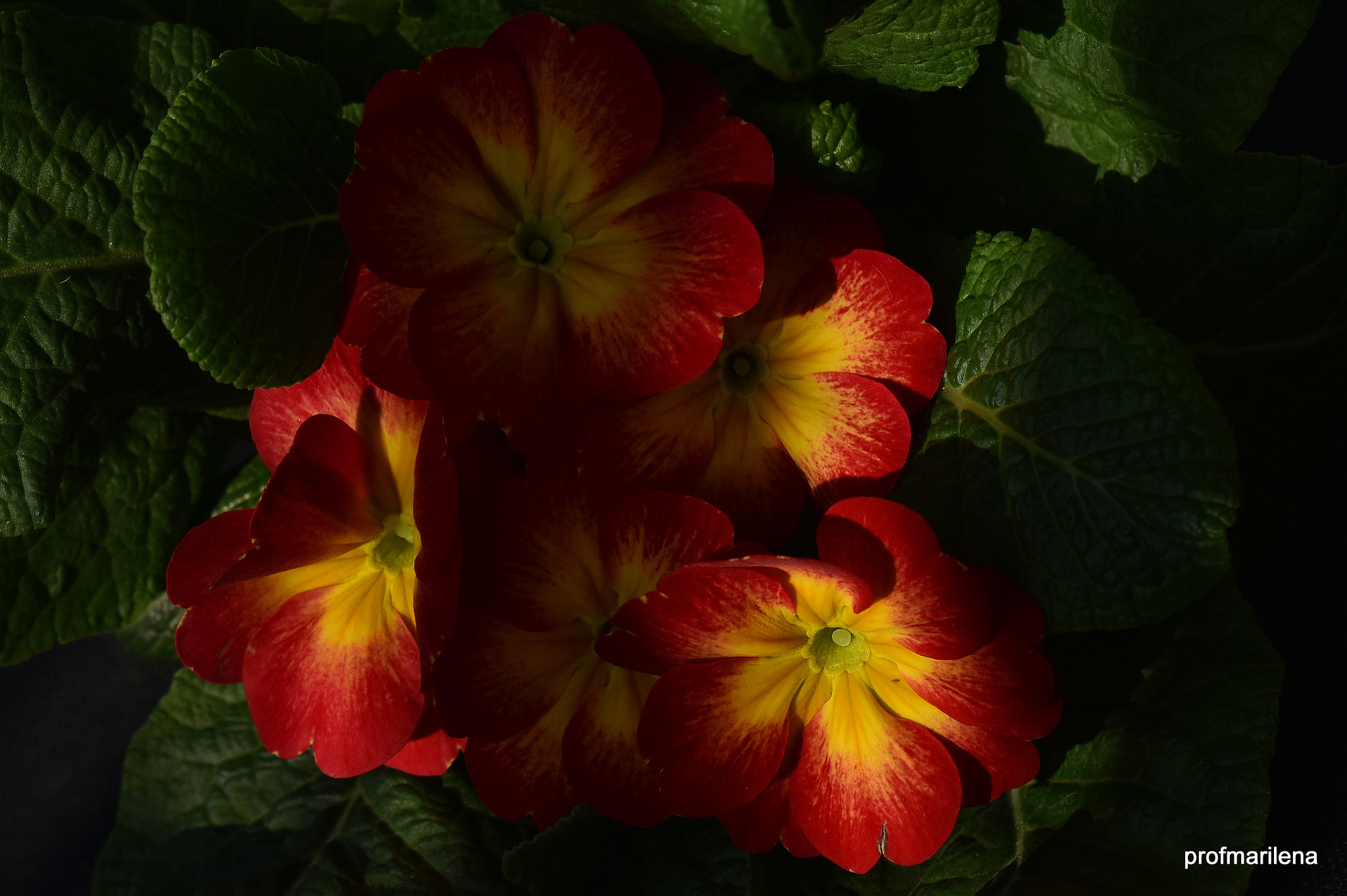 Sigma 150mm F2.8 EX DG OS Macro HSM sample photo. Red and yellow primrose photography