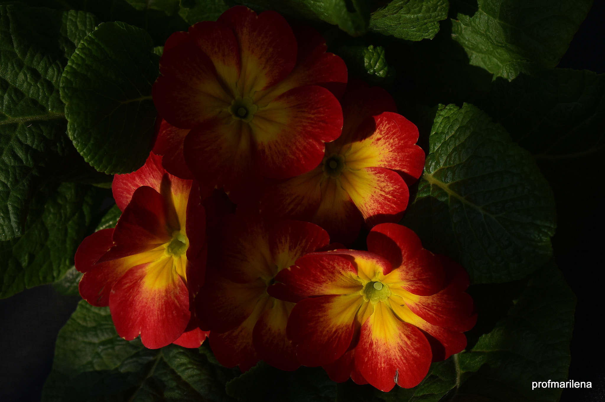 Nikon D810 + Sigma 150mm F2.8 EX DG OS Macro HSM sample photo. Red and yellow primrose photography