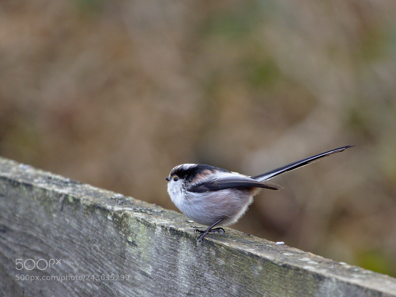 Olympus OM-D E-M10 sample photo. Flying pompon photography