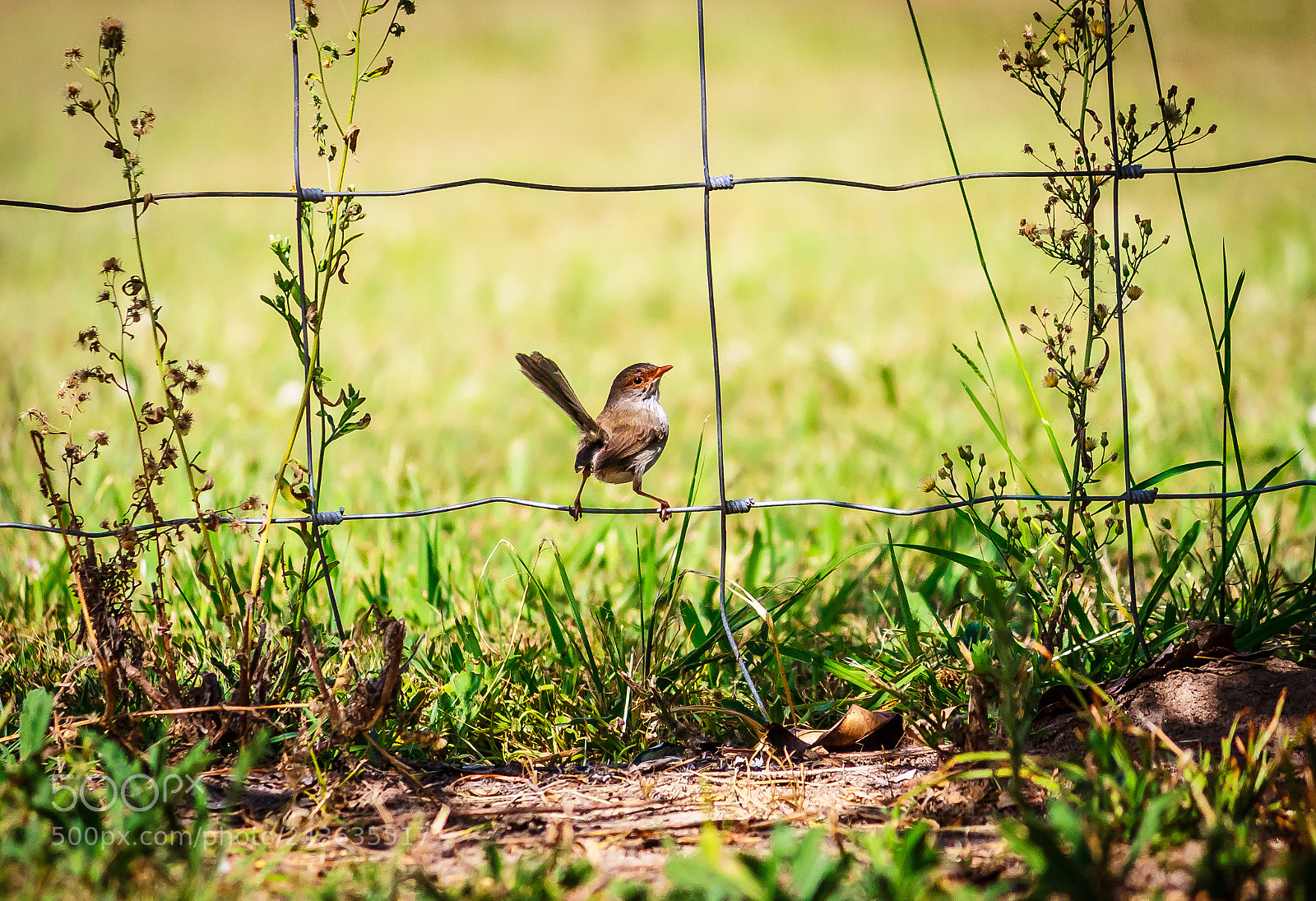 Canon EOS 450D (EOS Rebel XSi / EOS Kiss X2) sample photo. Superb fairy-wren hard stare photography