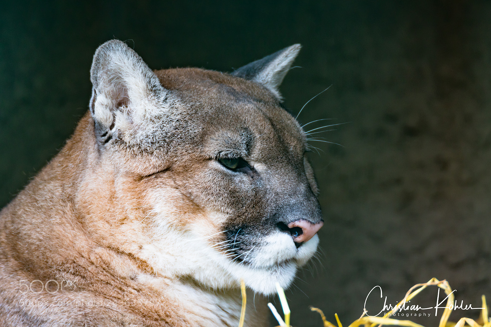 Canon EOS 7D Mark II sample photo. Puma concolor ...at salzburg photography