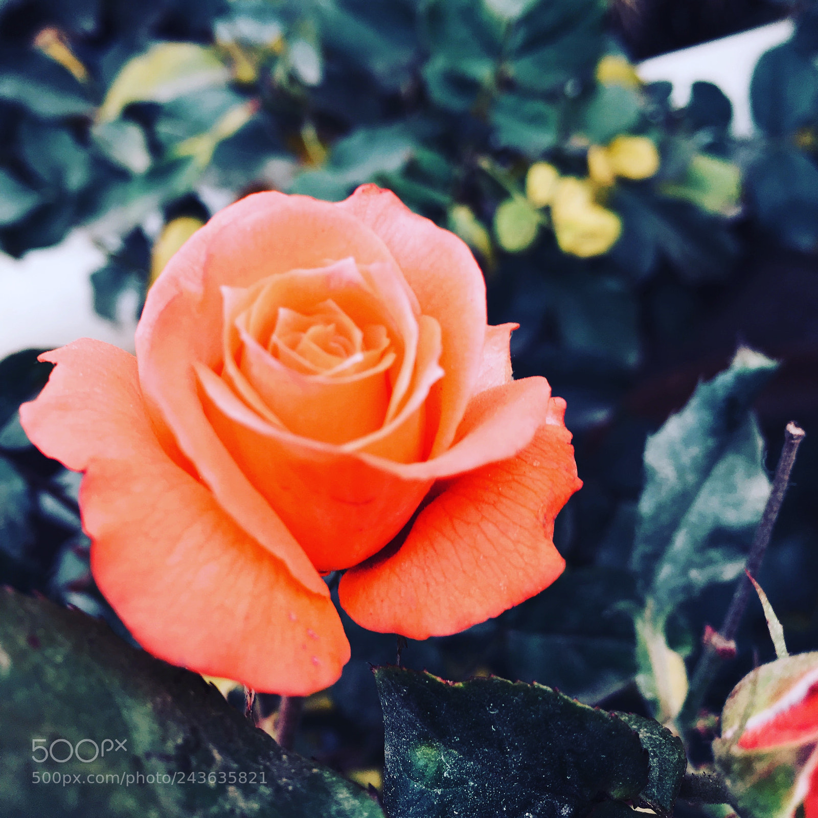 Apple iPhone 6s Plus sample photo. Untitled photography