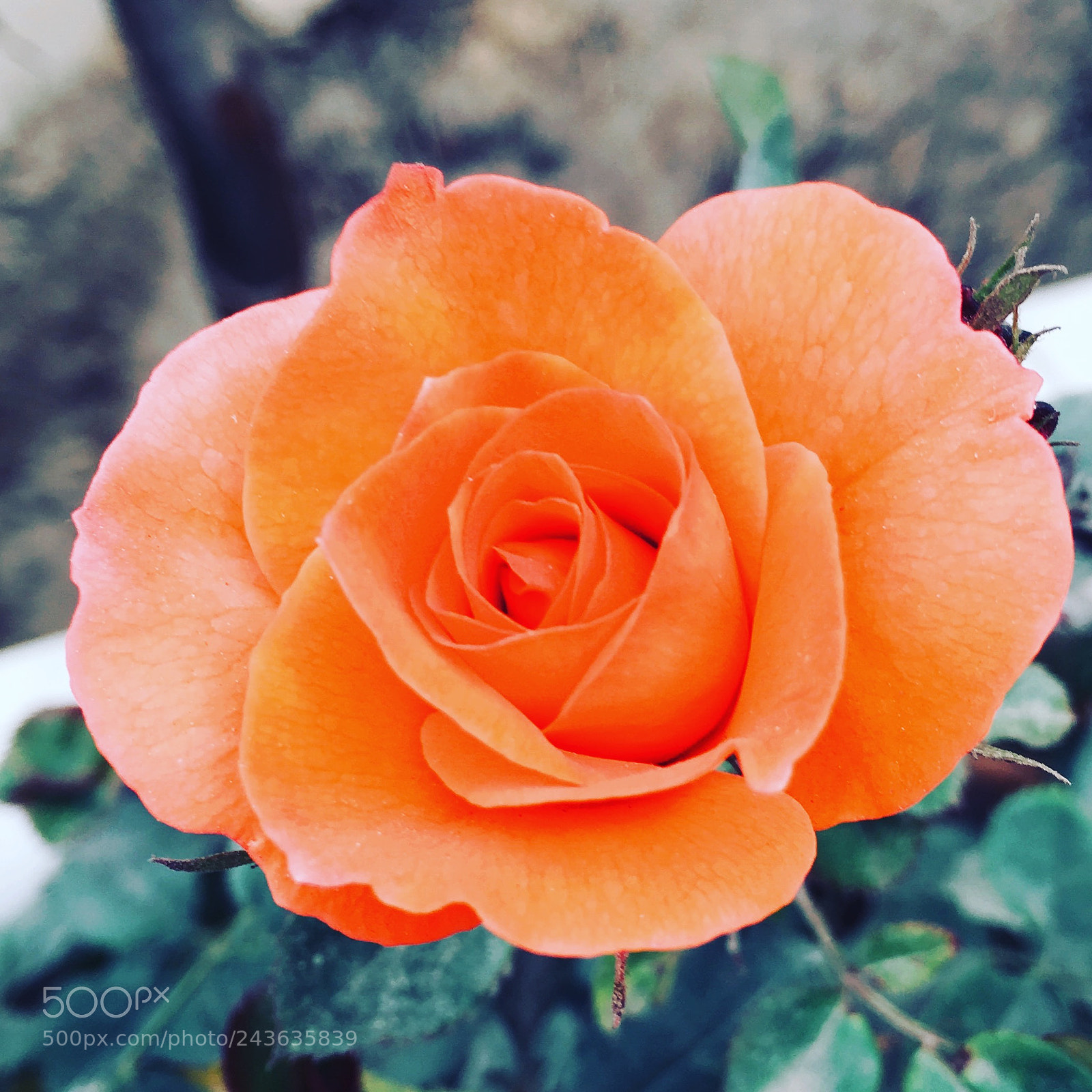 Apple iPhone 6s Plus sample photo. Untitled photography