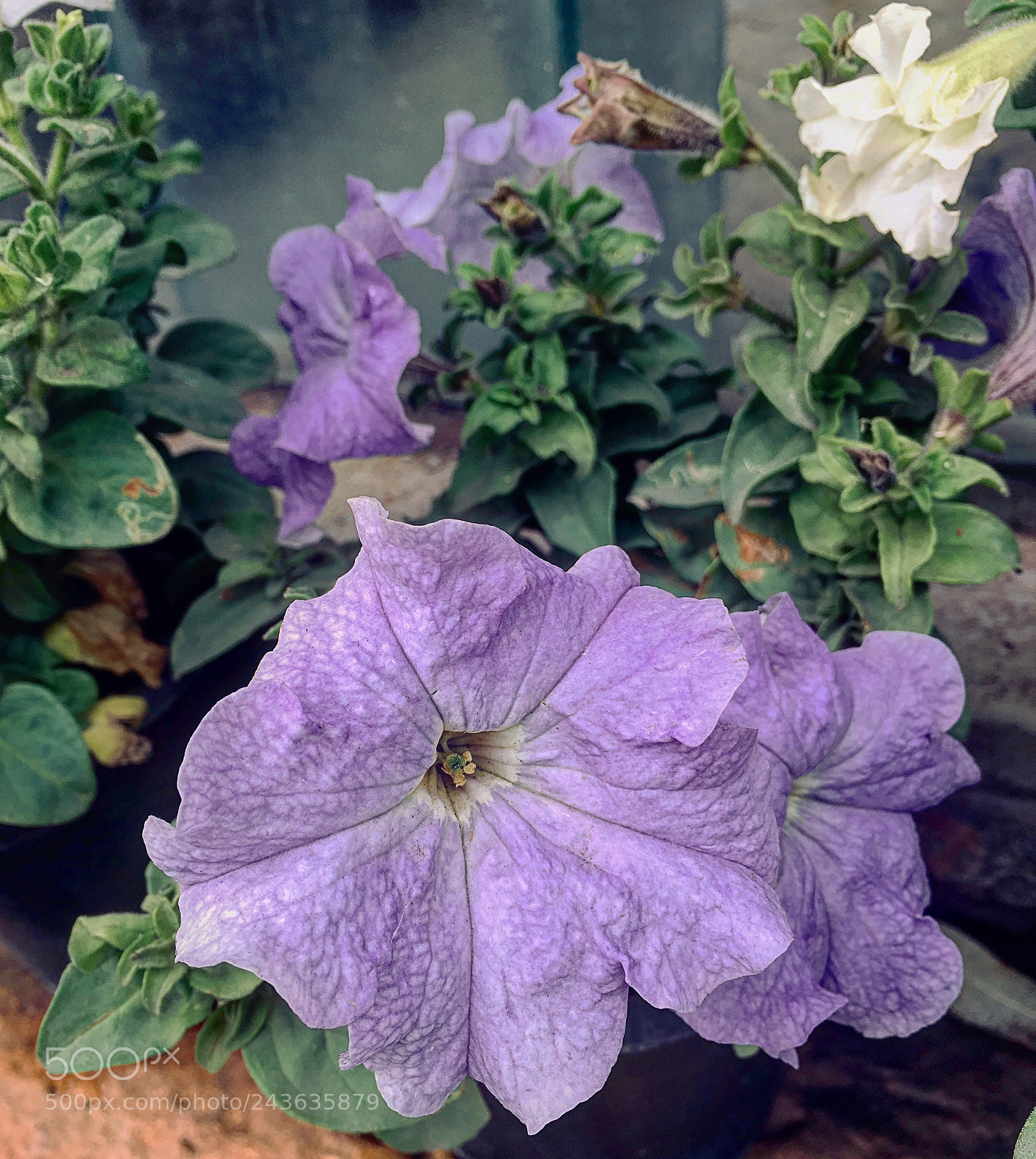 Apple iPhone 6s Plus sample photo. Untitled photography