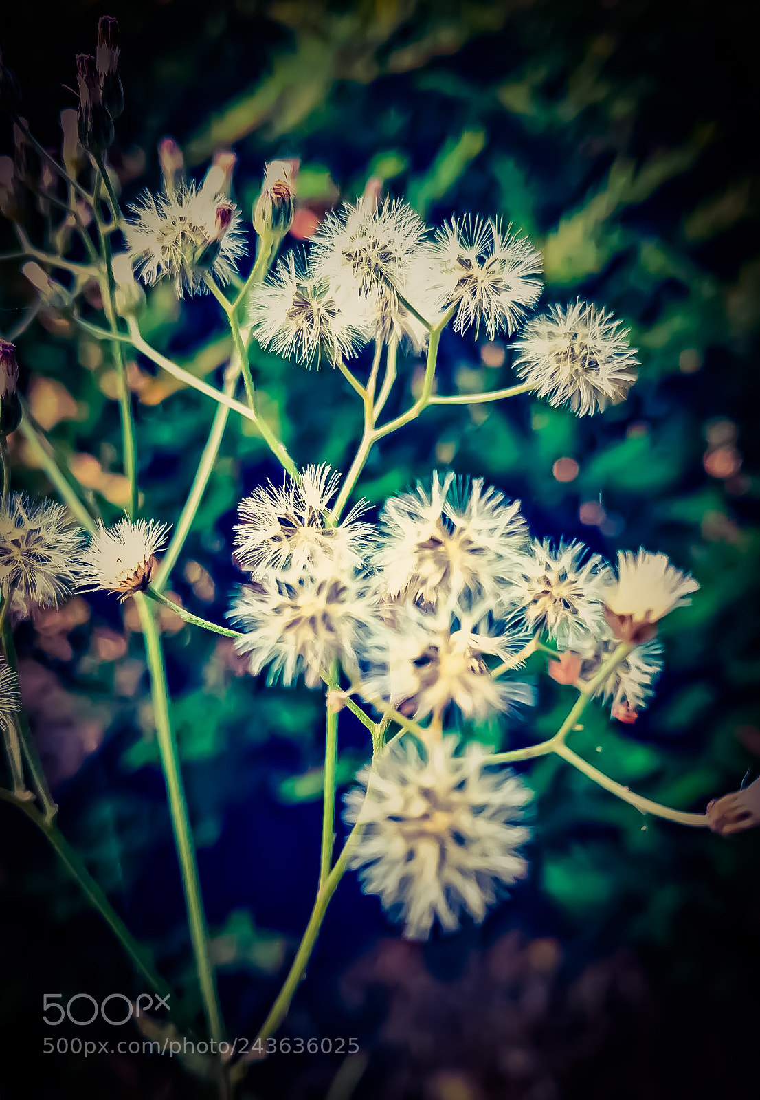 Motorola Moto X Play sample photo. Untitled photography