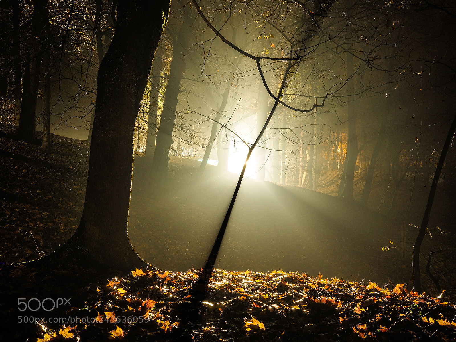 Olympus OM-D E-M10 sample photo. Into the light photography