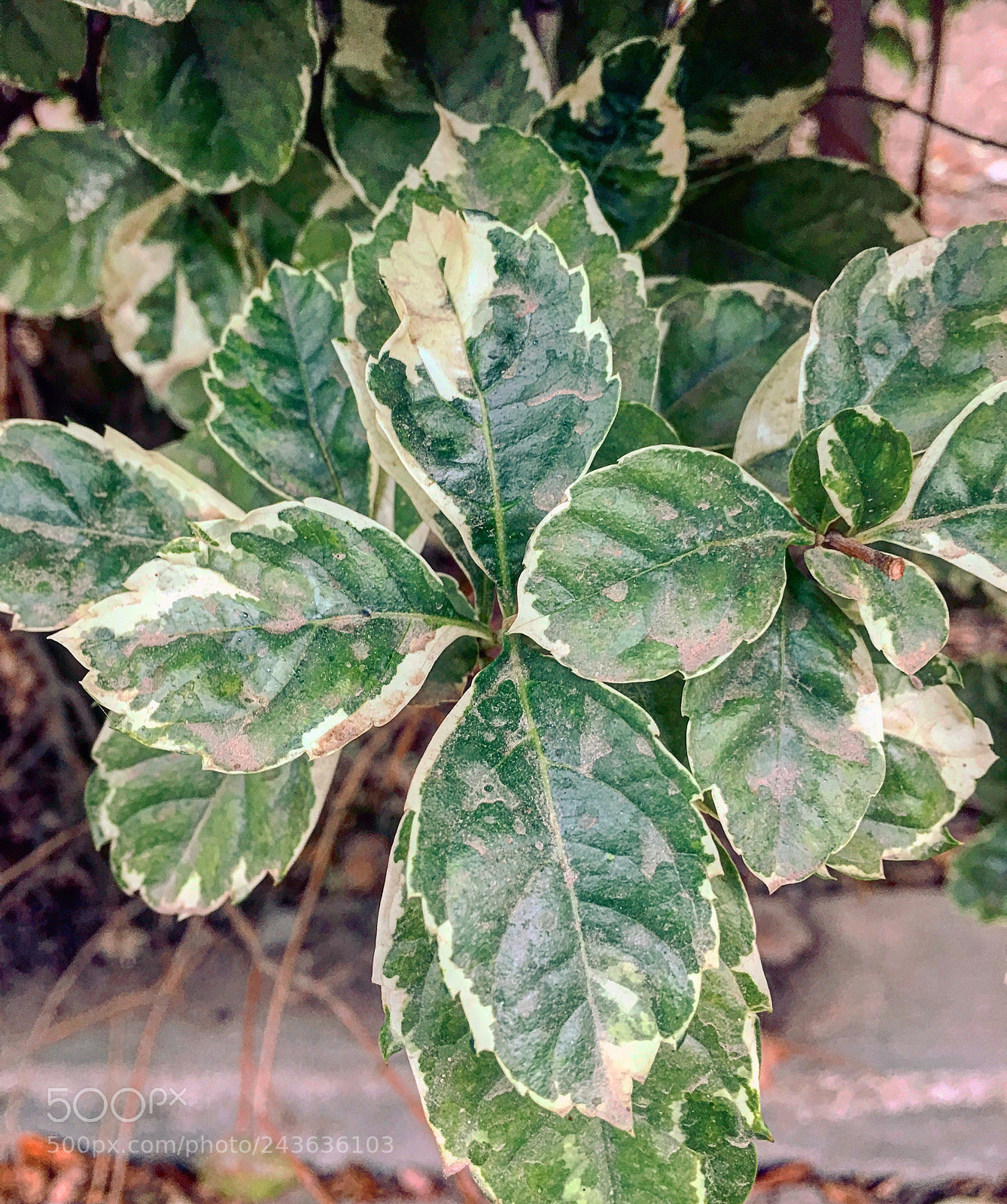 Apple iPhone 6s Plus sample photo. Untitled photography