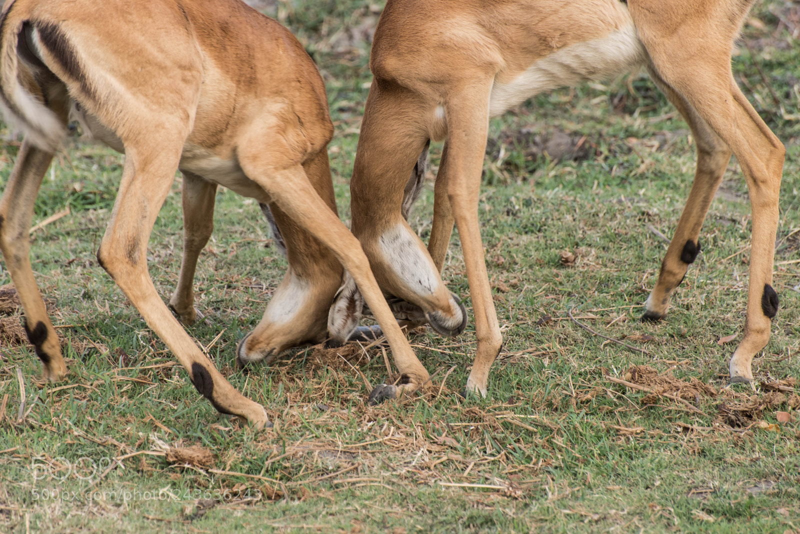 Nikon D610 sample photo. Heads down! photography