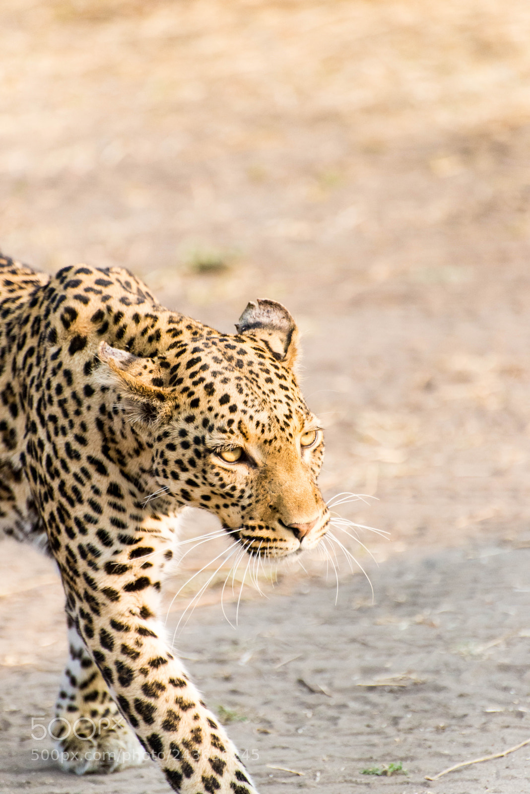Nikon D610 sample photo. Beauty on four legs photography