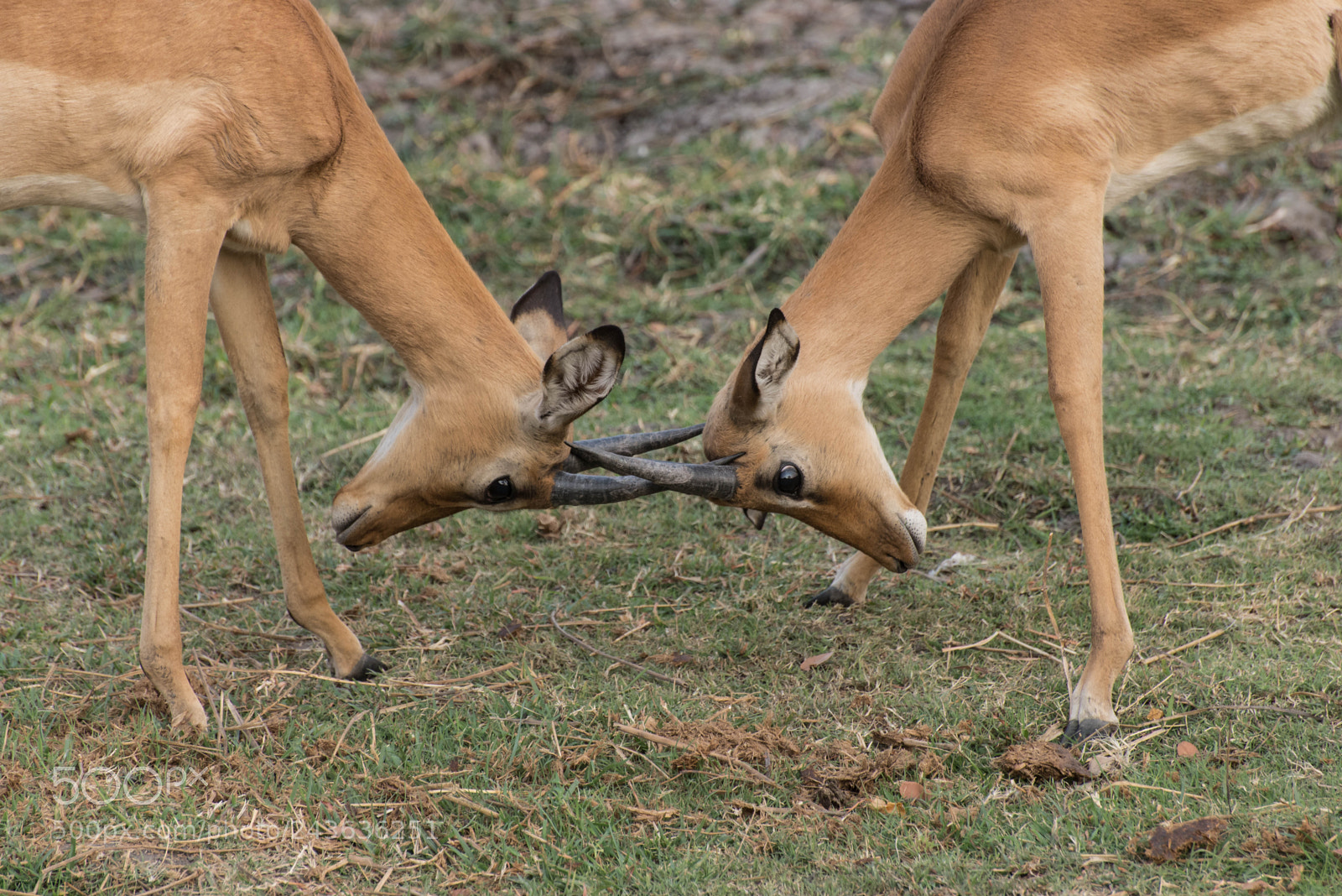 Nikon D610 sample photo. Juvenile impala rutting photography