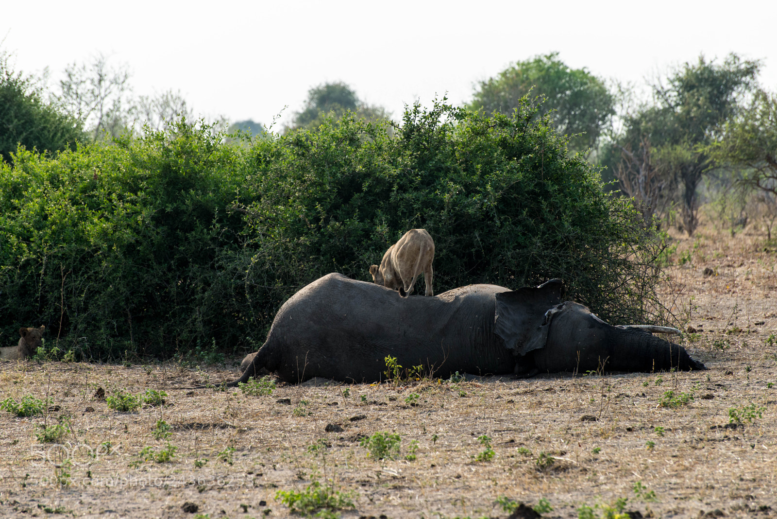 Nikon D610 sample photo. Life and death in photography