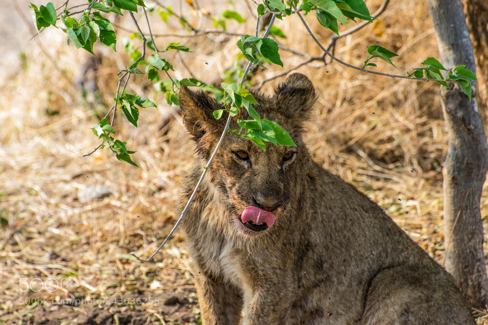Nikon D610 sample photo. Lion cub licking its' photography
