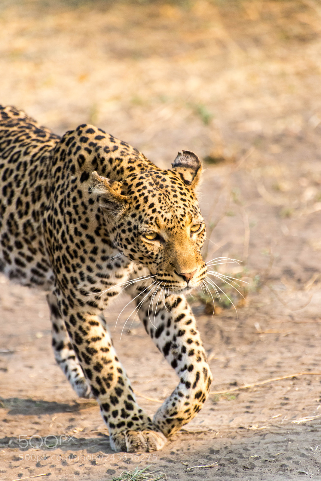 Nikon D610 sample photo. Prowling leopard photography