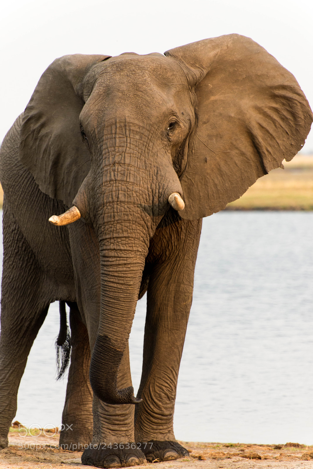 Nikon D610 sample photo. Solitary bull elephant photography