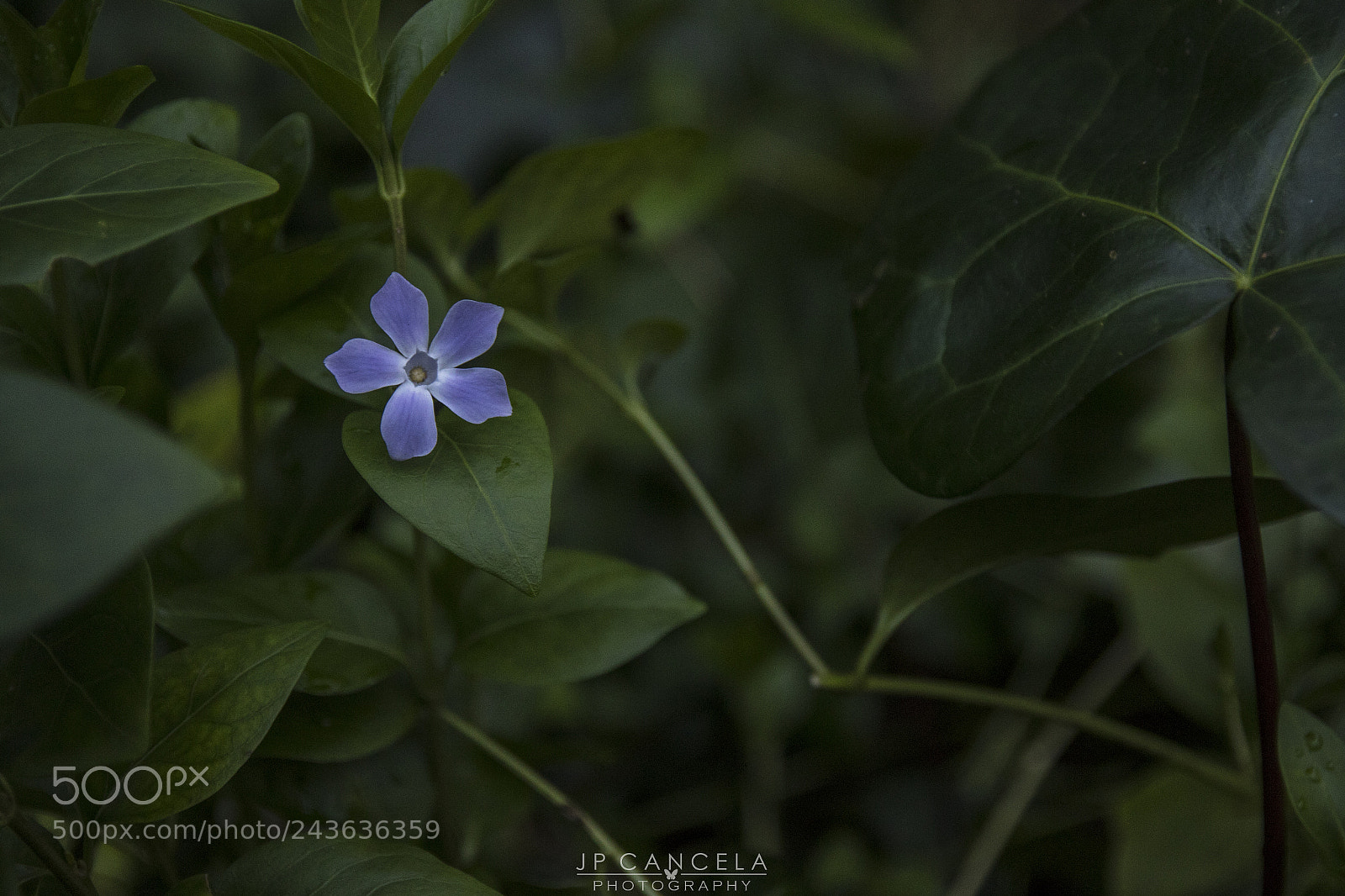 Canon EOS 7D Mark II sample photo. Gulbenkian garden photography