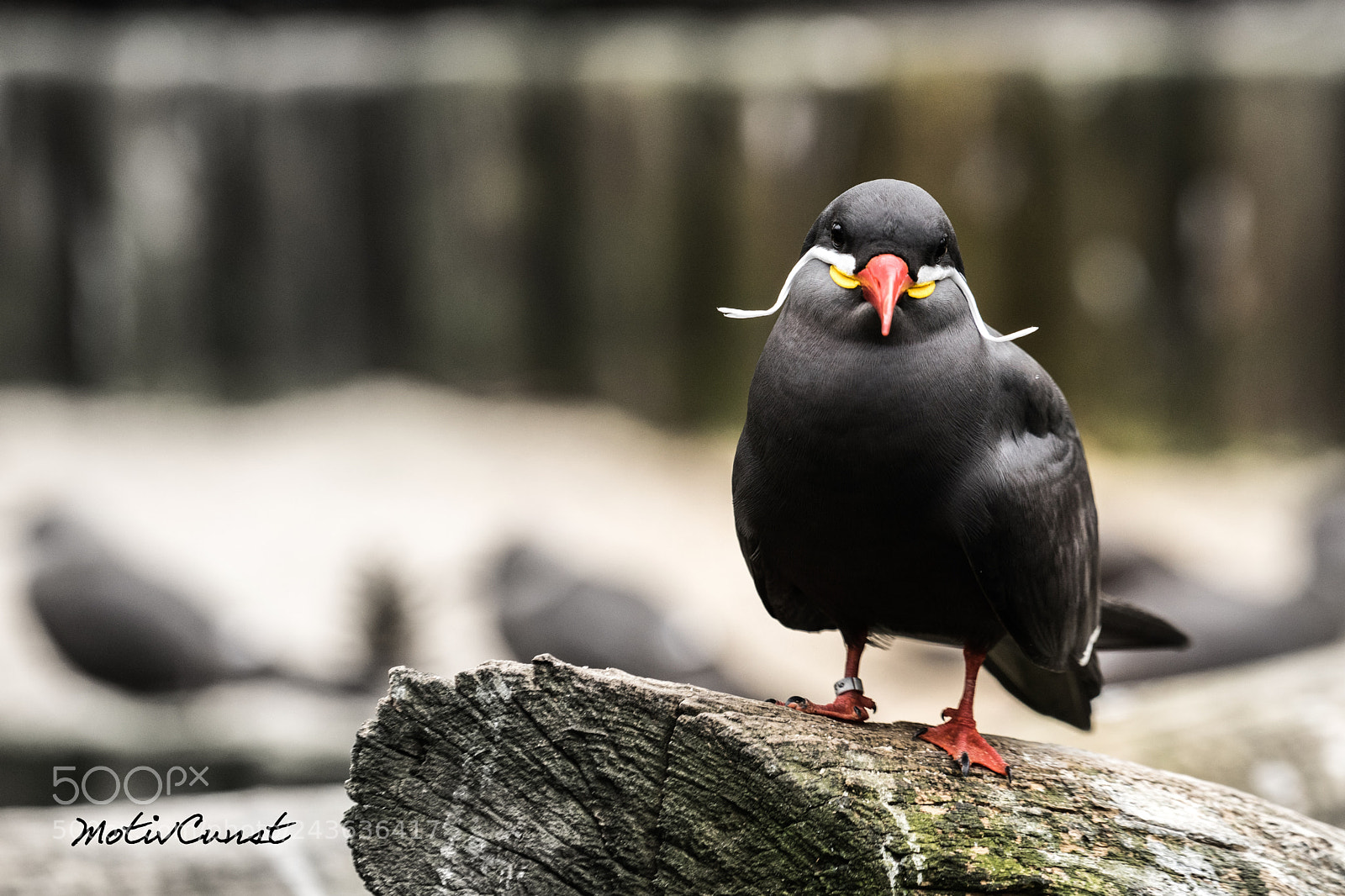 Sony a7 II sample photo. Inkaseeschwalbe photography