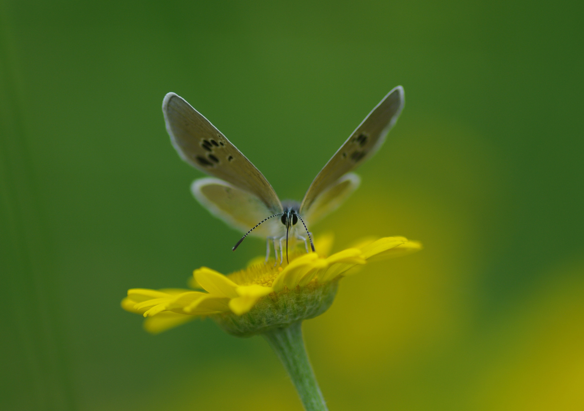 Pentax K20D + Tamron SP AF 90mm F2.8 Di Macro sample photo. Алексис photography