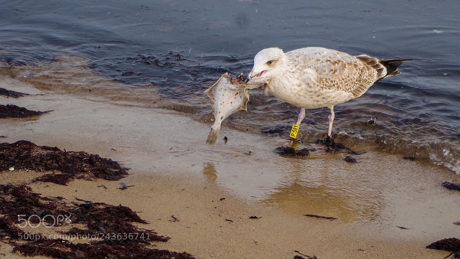 Pentax K-50 sample photo. Gotcha photography