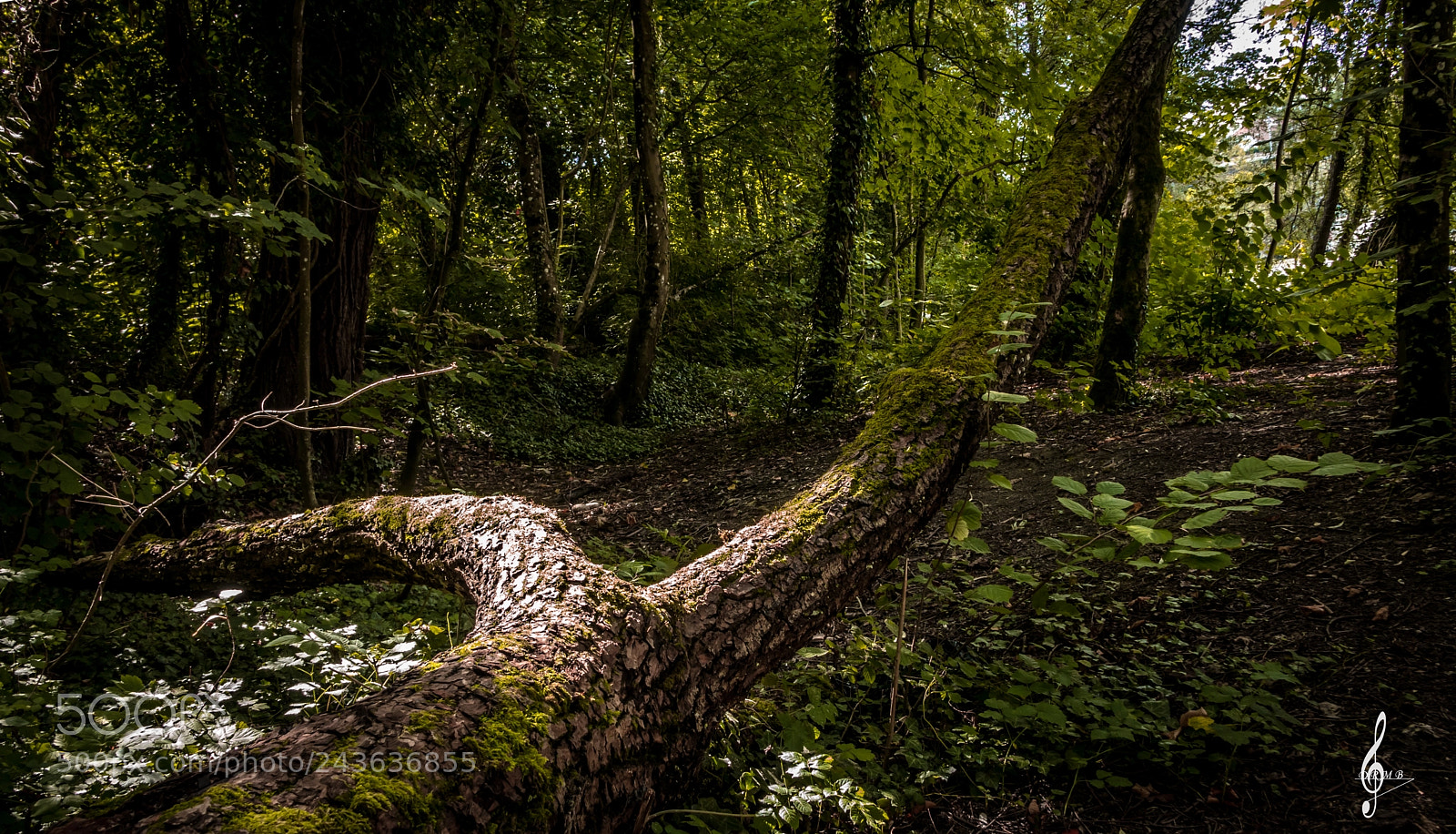 Sony Cyber-shot DSC-RX10 II sample photo. The forest photography
