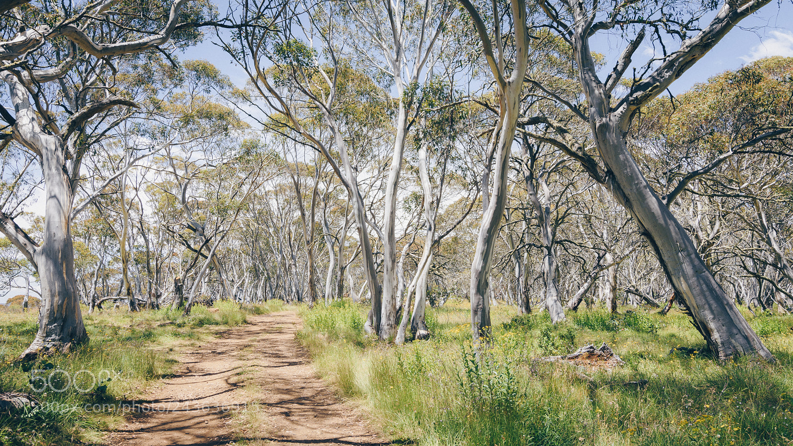 Nikon D7200 sample photo. Snow gums at lankey photography