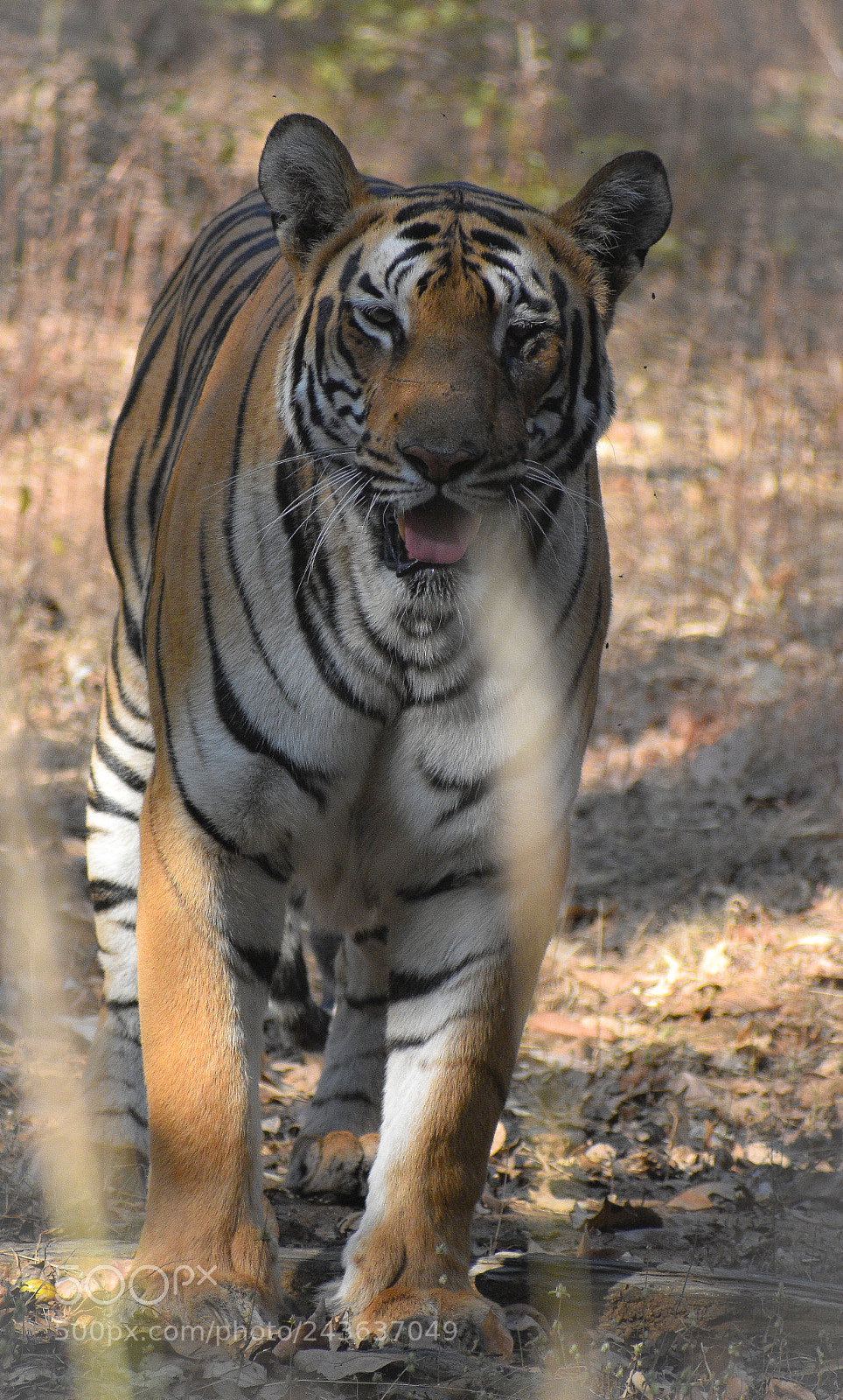 Nikon D3400 sample photo. Beauty of wild.!!! photography