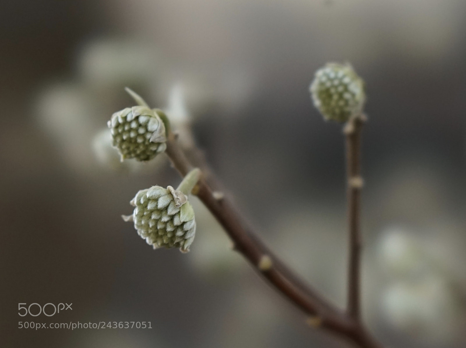 Sony a7 II sample photo. Winter colors. photography