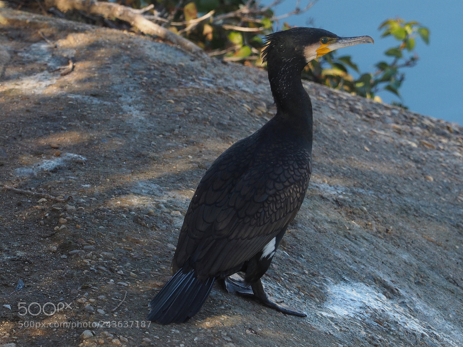 Olympus OM-D E-M1 sample photo. Cormor n grande phalacrocorax photography