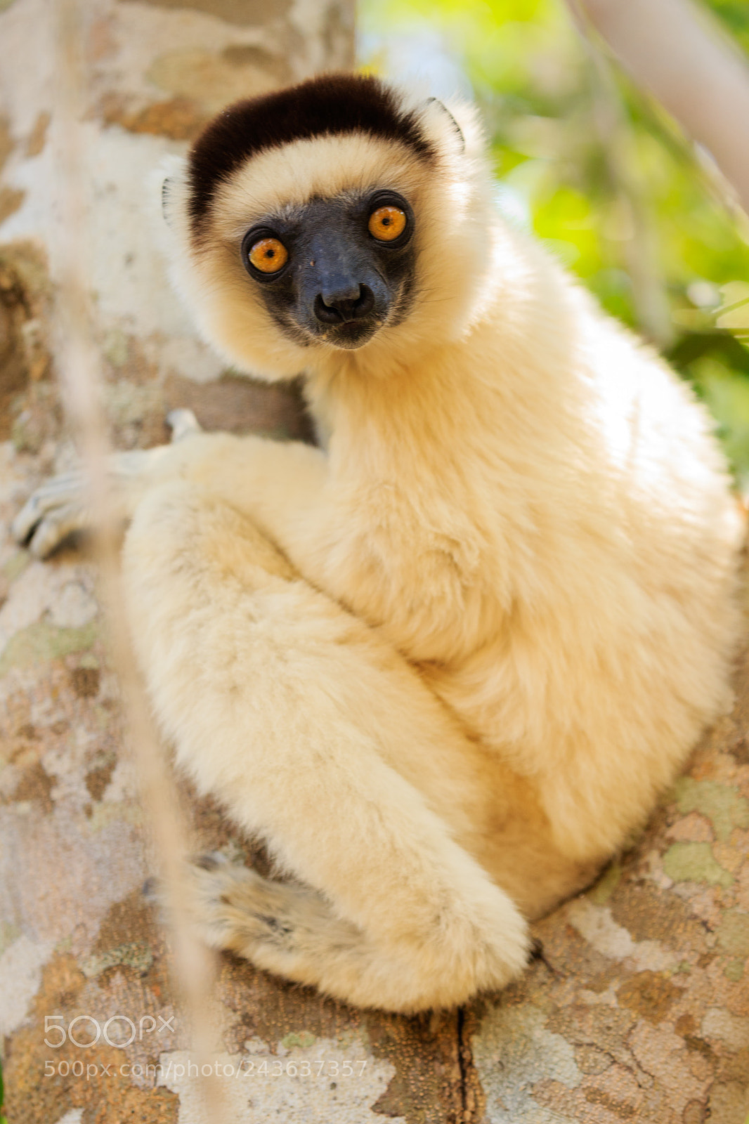 Canon EOS-1D X sample photo. Dancing lemur photography