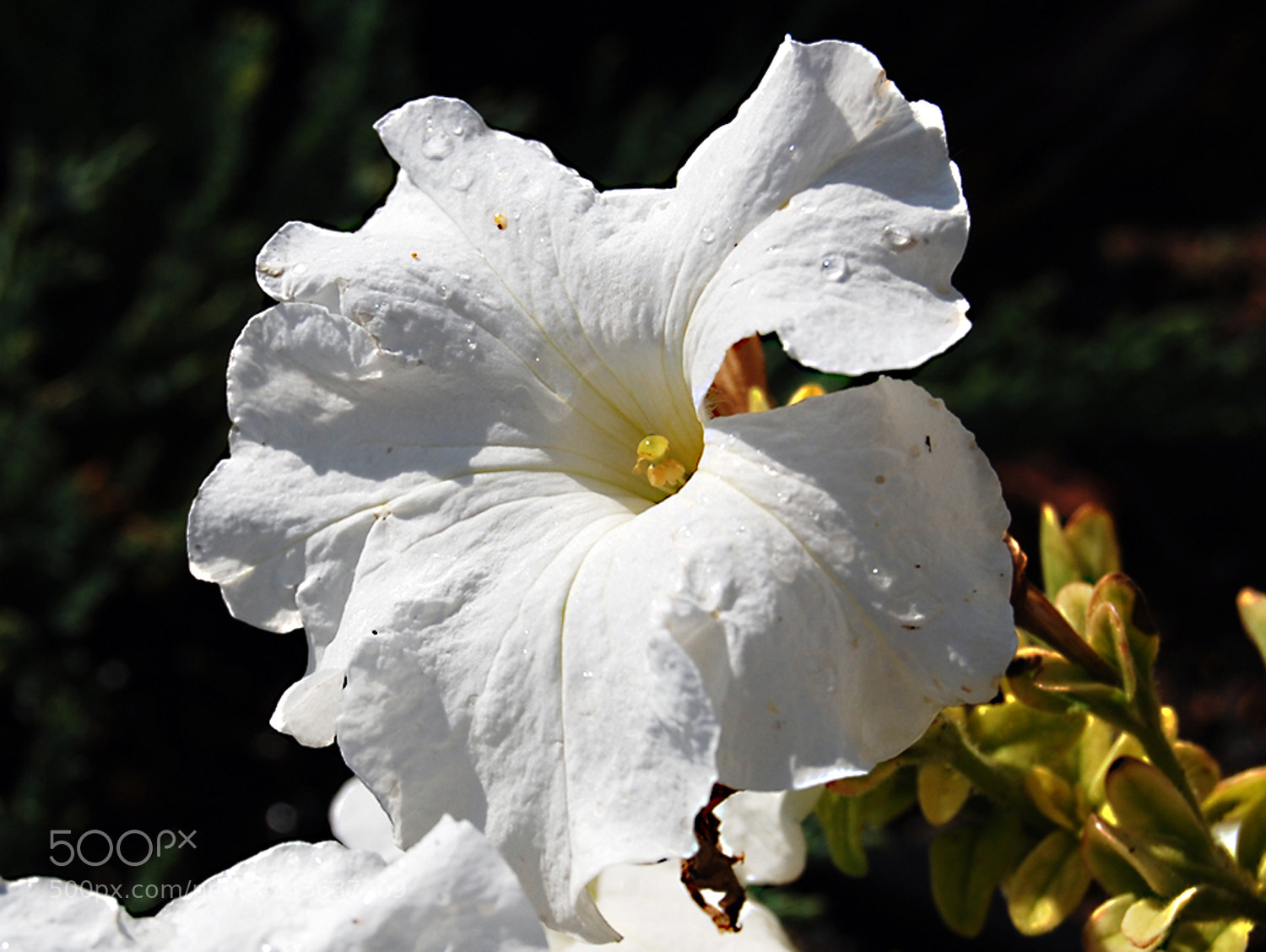 Nikon D40 sample photo. Petunia blanca photography