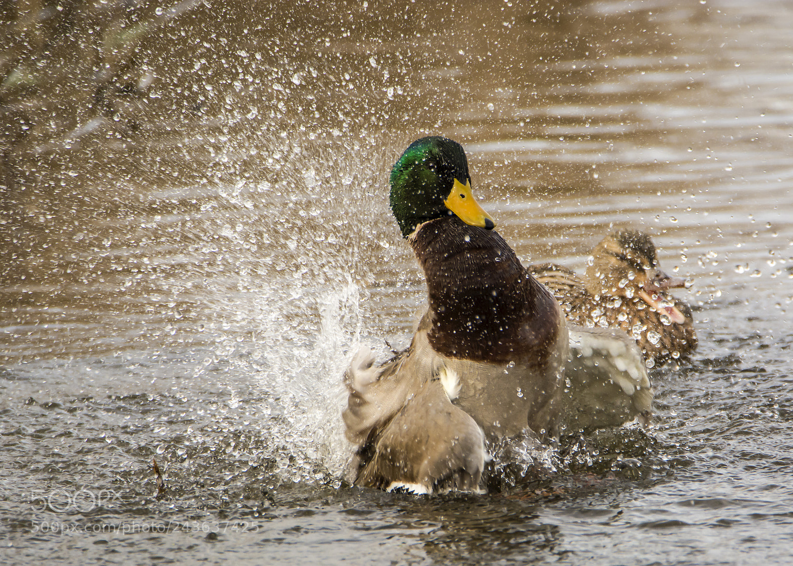 Nikon D7100 sample photo. Bath time photography