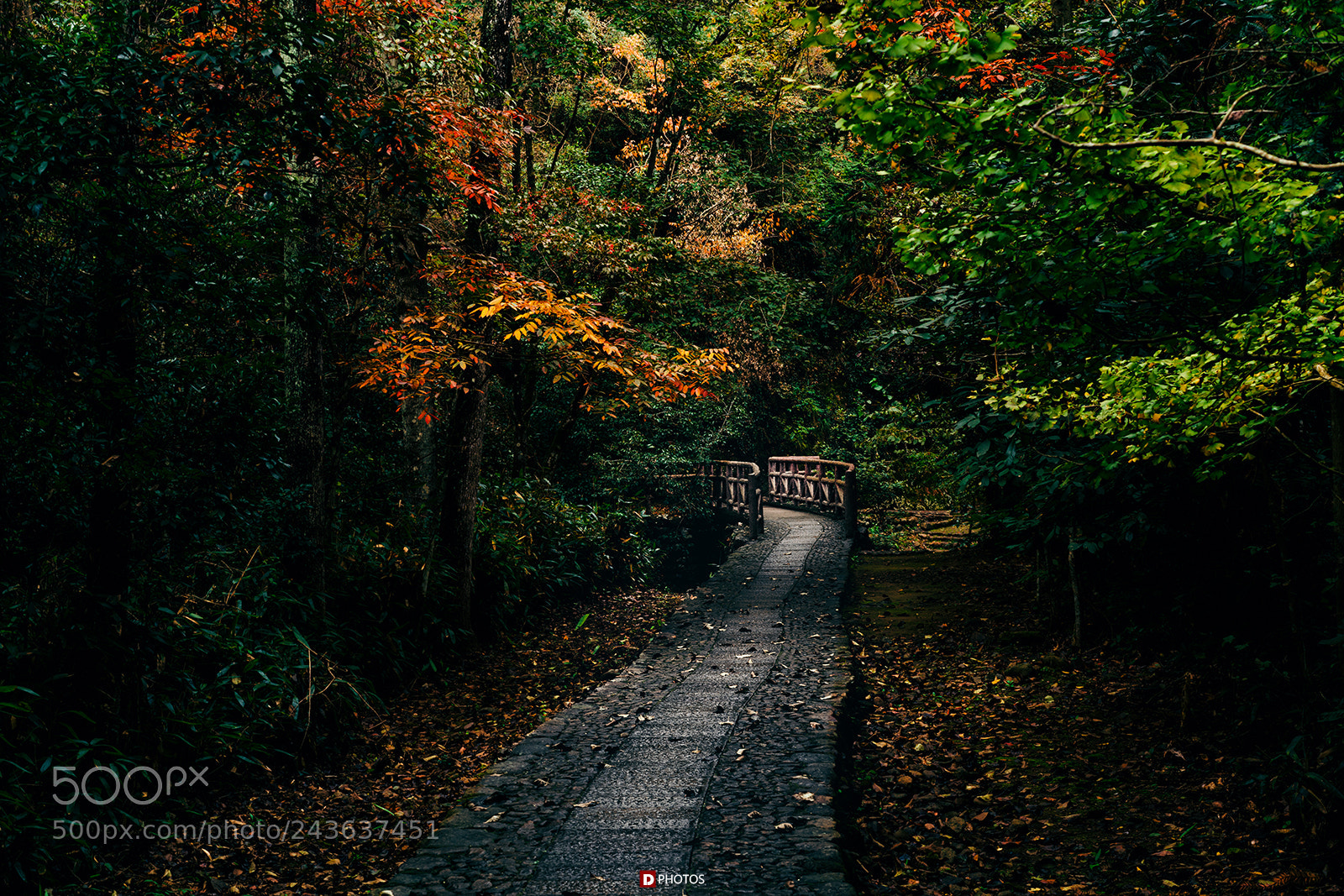 Sony a7R II sample photo. The road photography