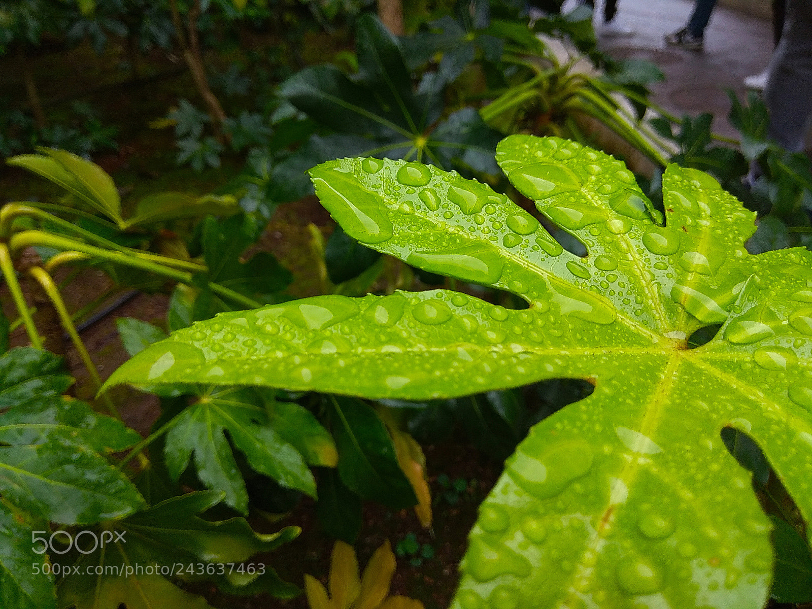 Xiaomi Redmi Note 4 sample photo. Untitled photography