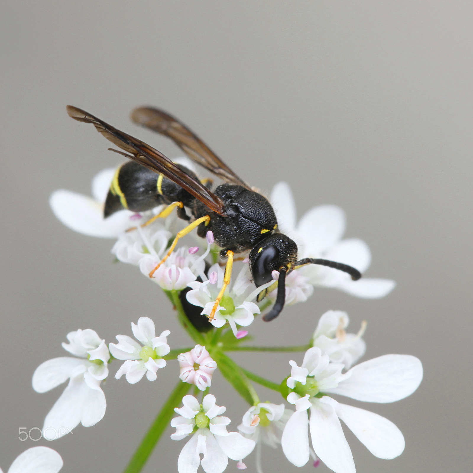 Canon EF 100mm F2.8L Macro IS USM sample photo. Potter wasp and coriander photography