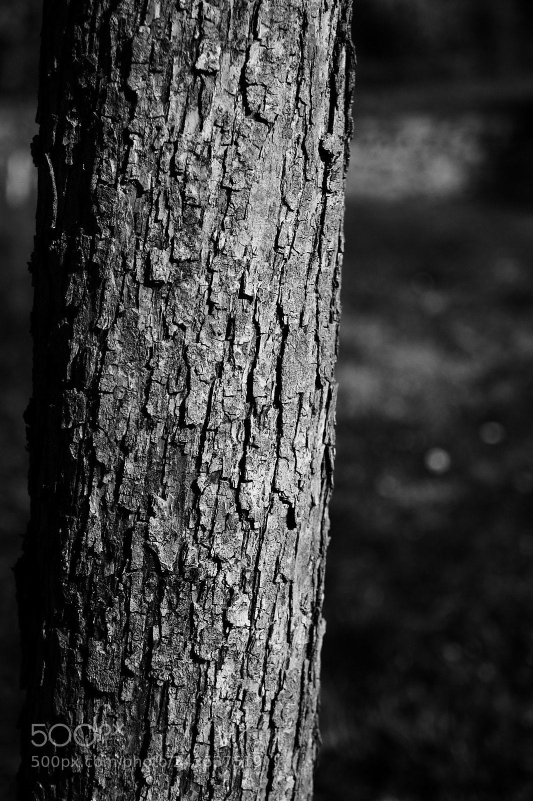 Fujifilm X-T10 sample photo. Texture photography