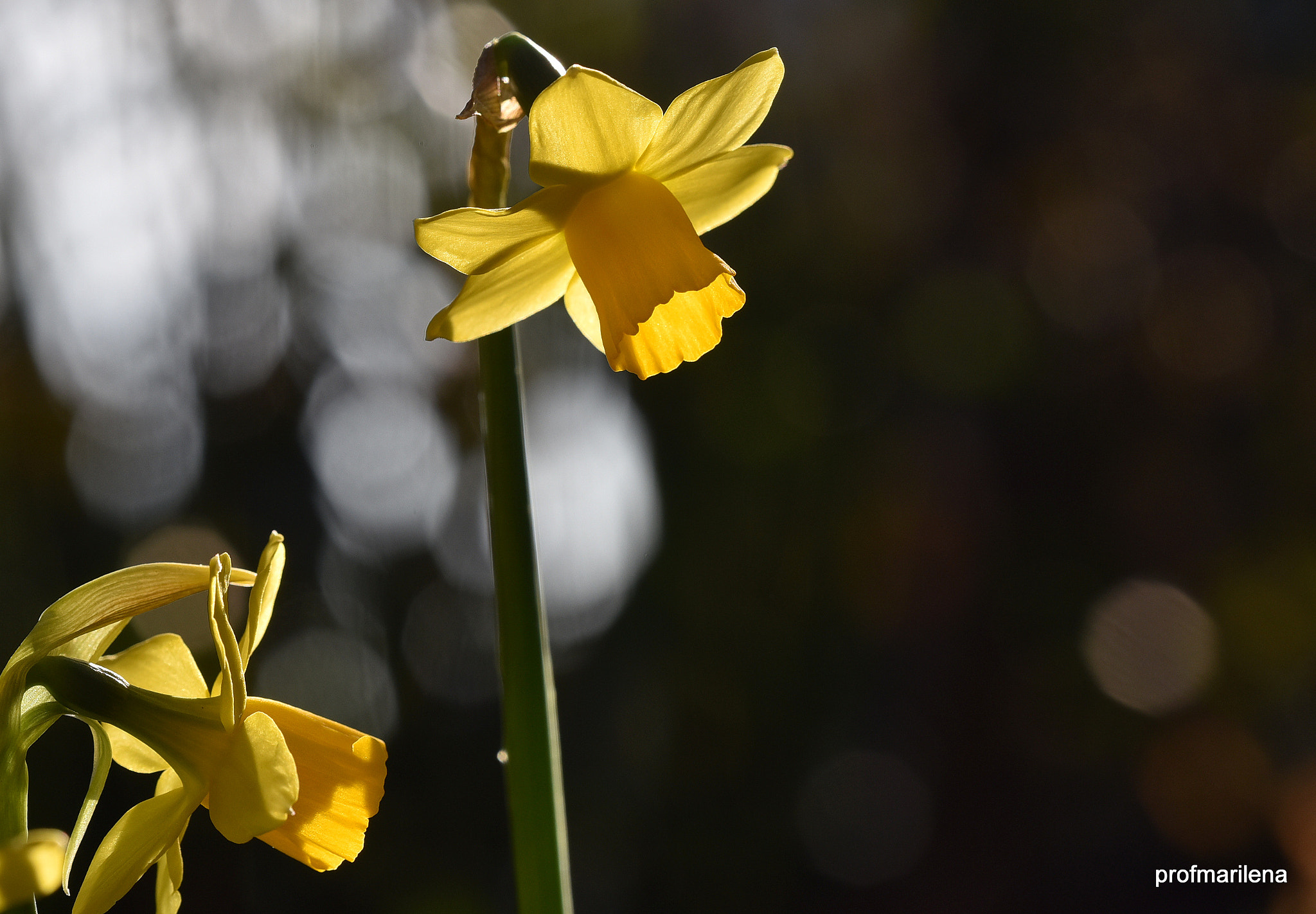 Sigma 150mm F2.8 EX DG OS Macro HSM sample photo. In my winter garden photography